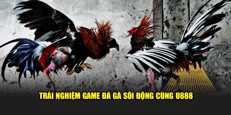 Trải nghiệm game đá gà sôi động cùng U888
